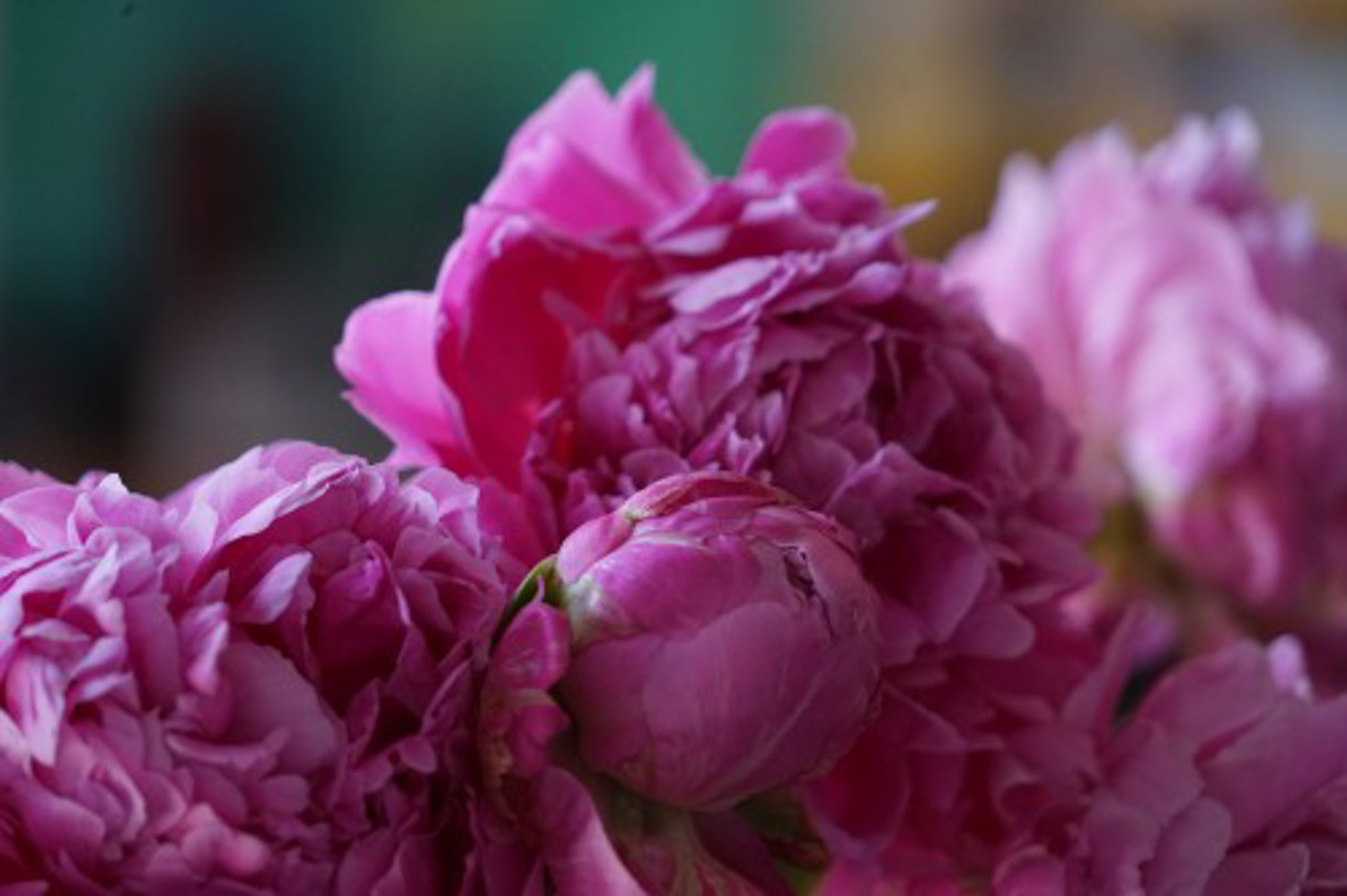 Chinese herbaceous peony