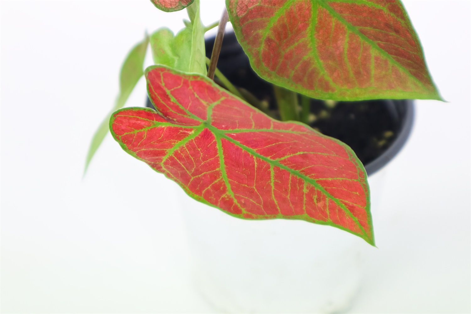 Caladium 