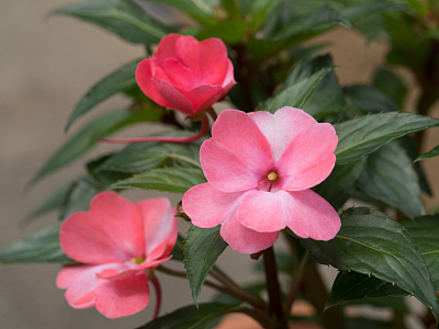 Impatiens