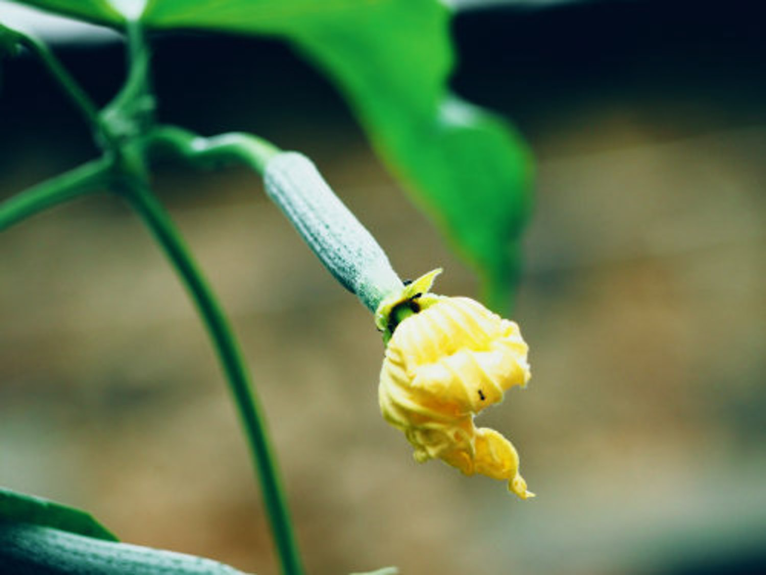 Towel gourd