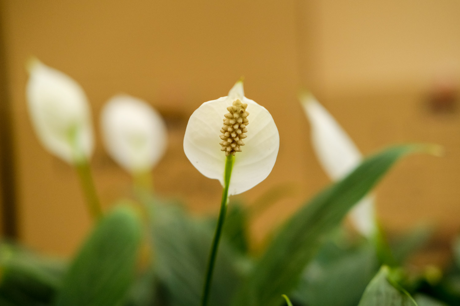 Spathiphyllum