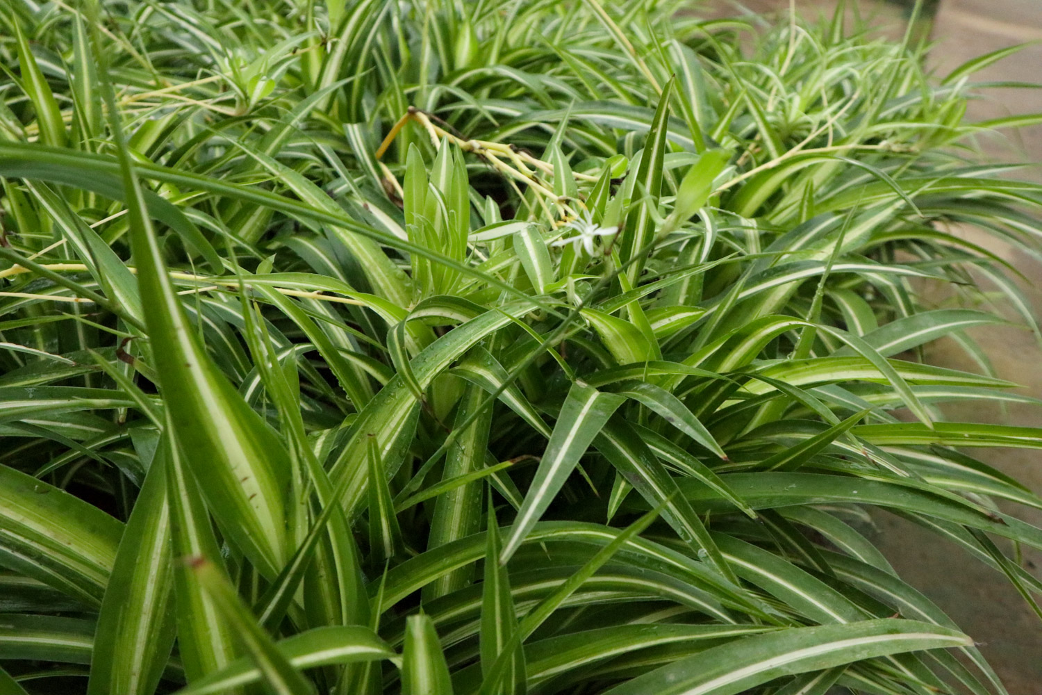 Chlorophytum