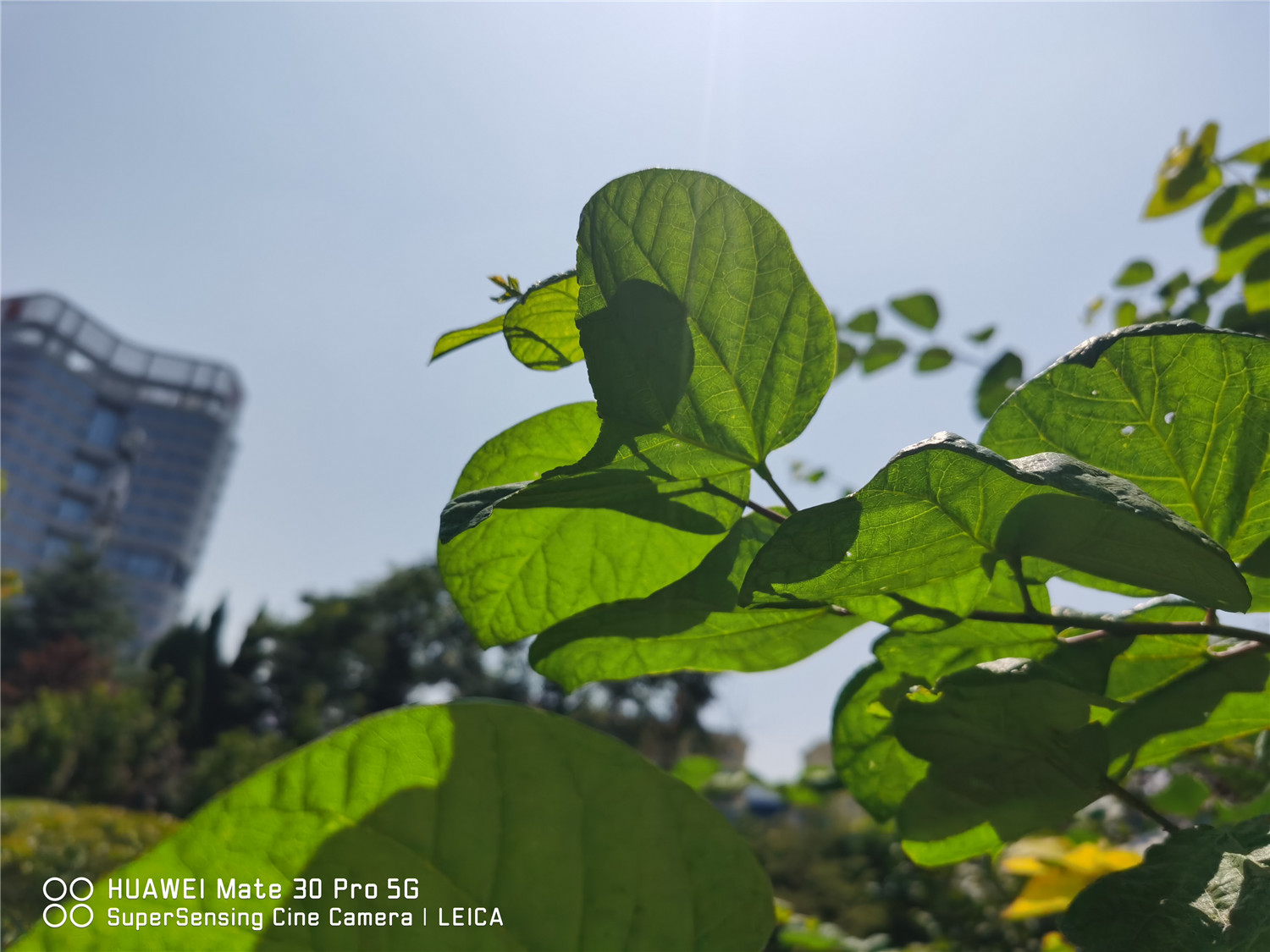 Bauhinia