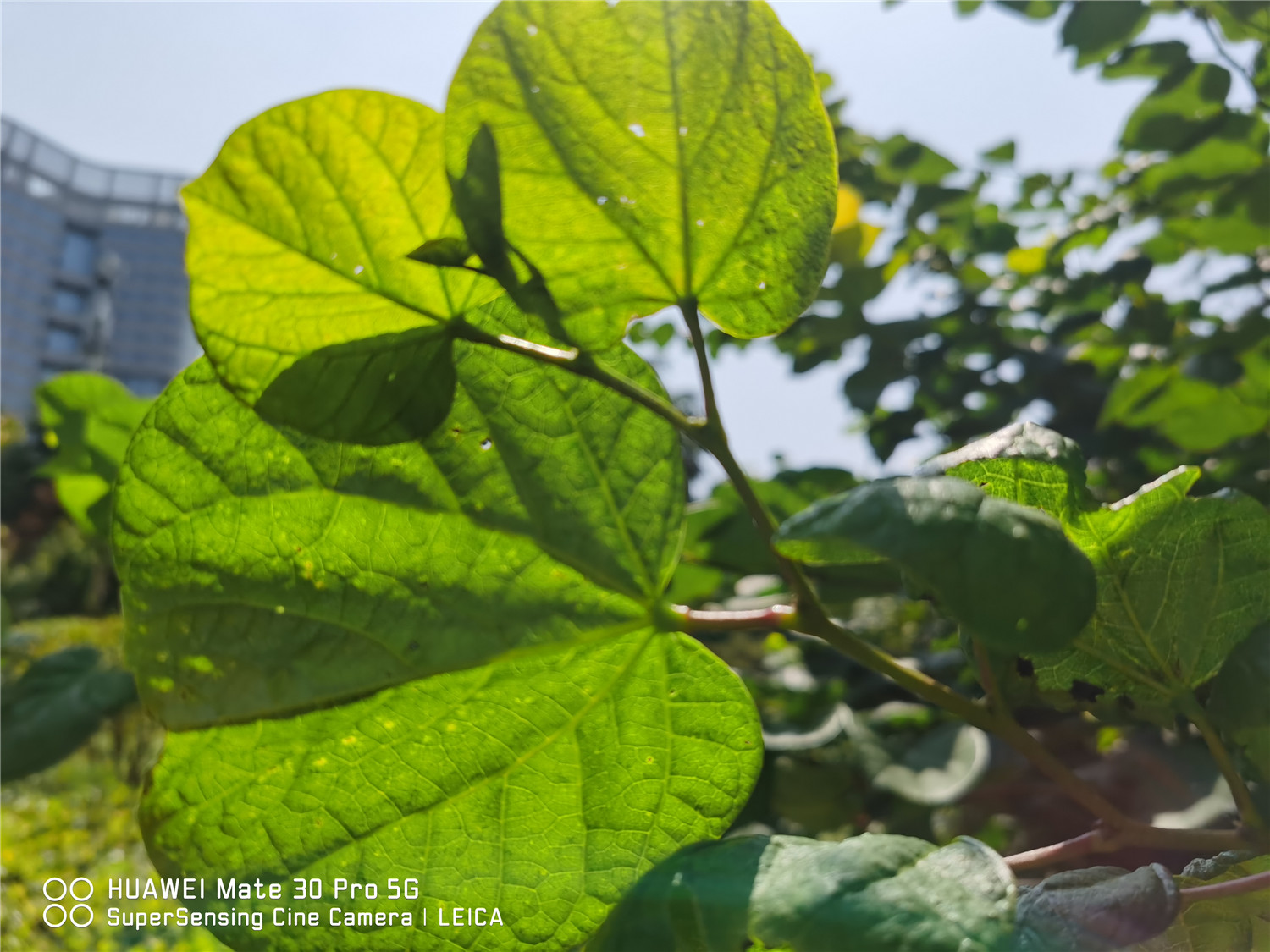 Bauhinia