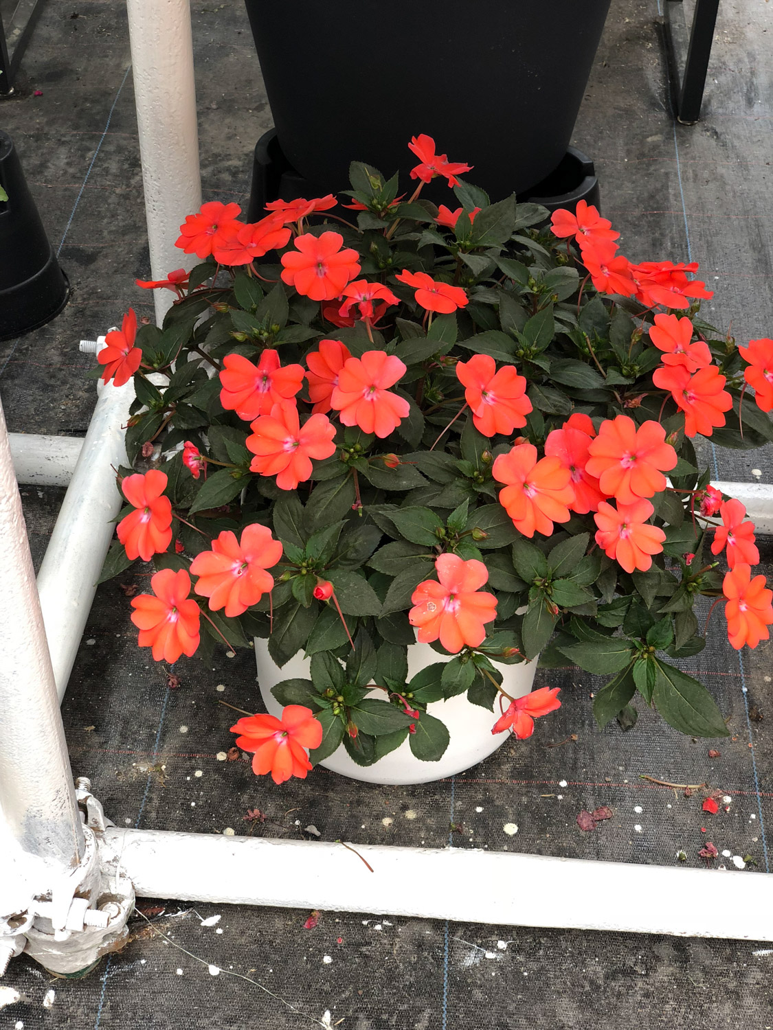 Impatiens