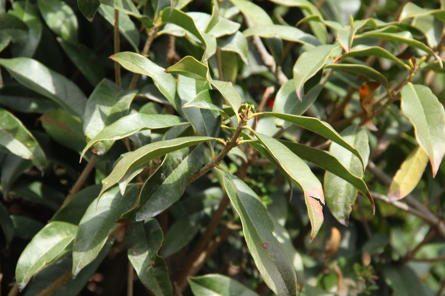 sweet-scented osmanthus