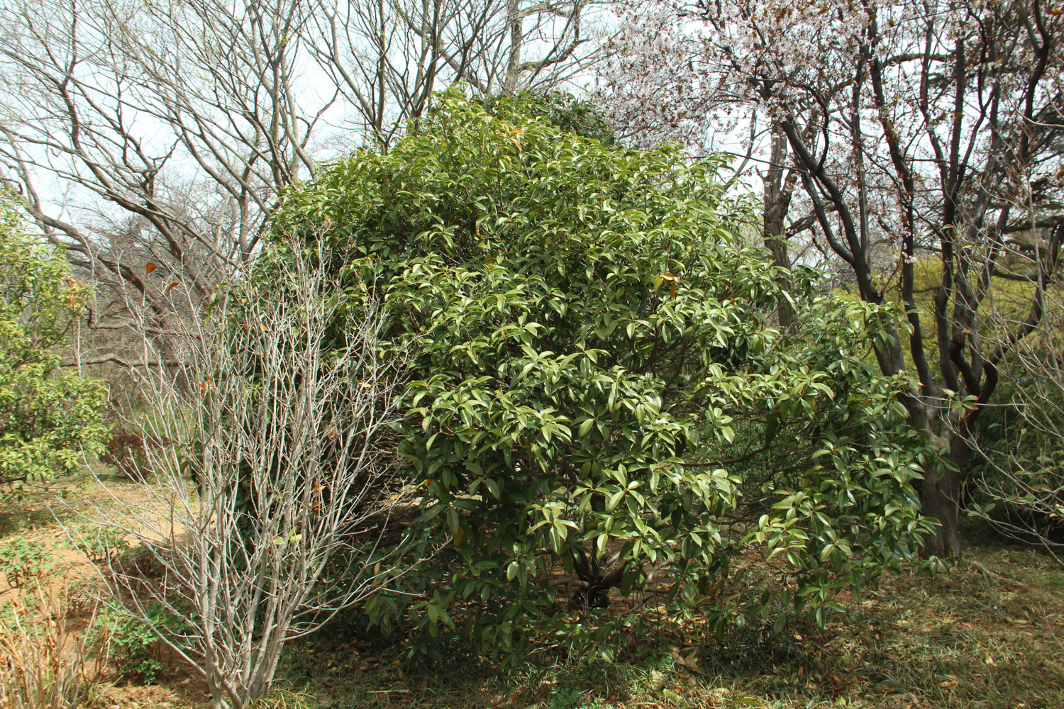 sweet-scented osmanthus