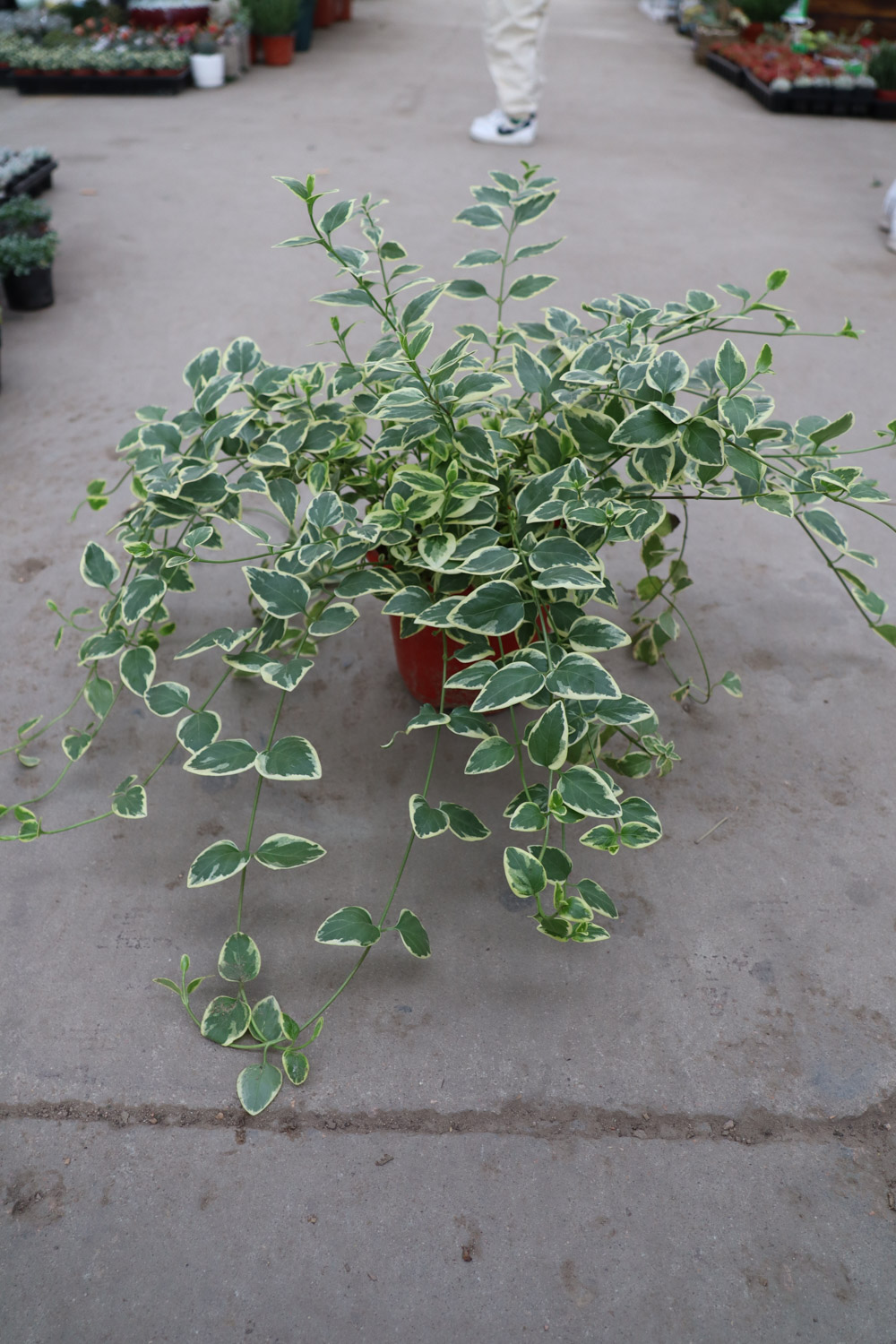 Catharanthus roseus