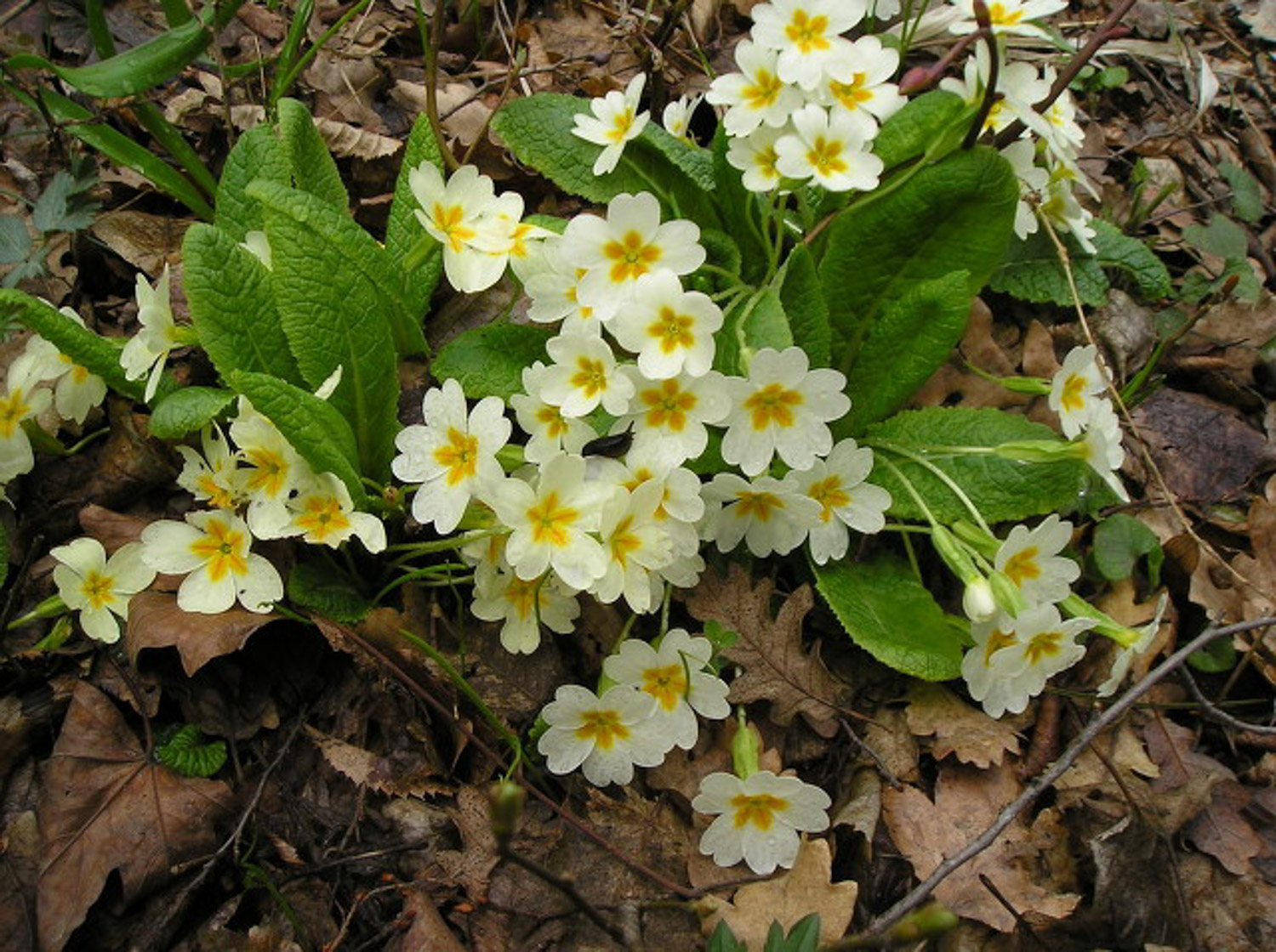 Primula