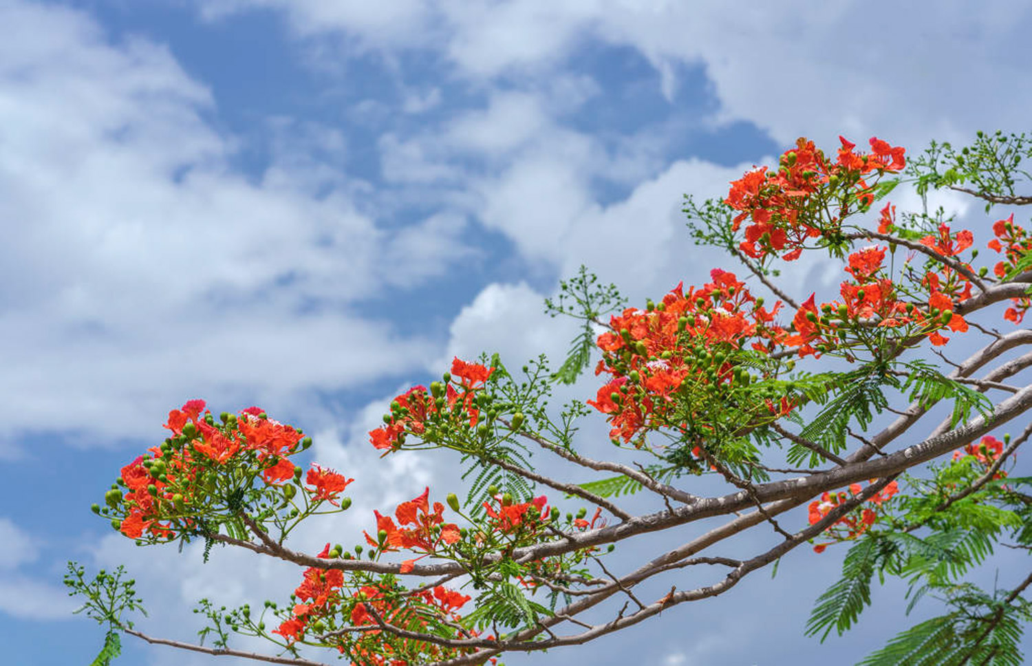 Phoenix flower