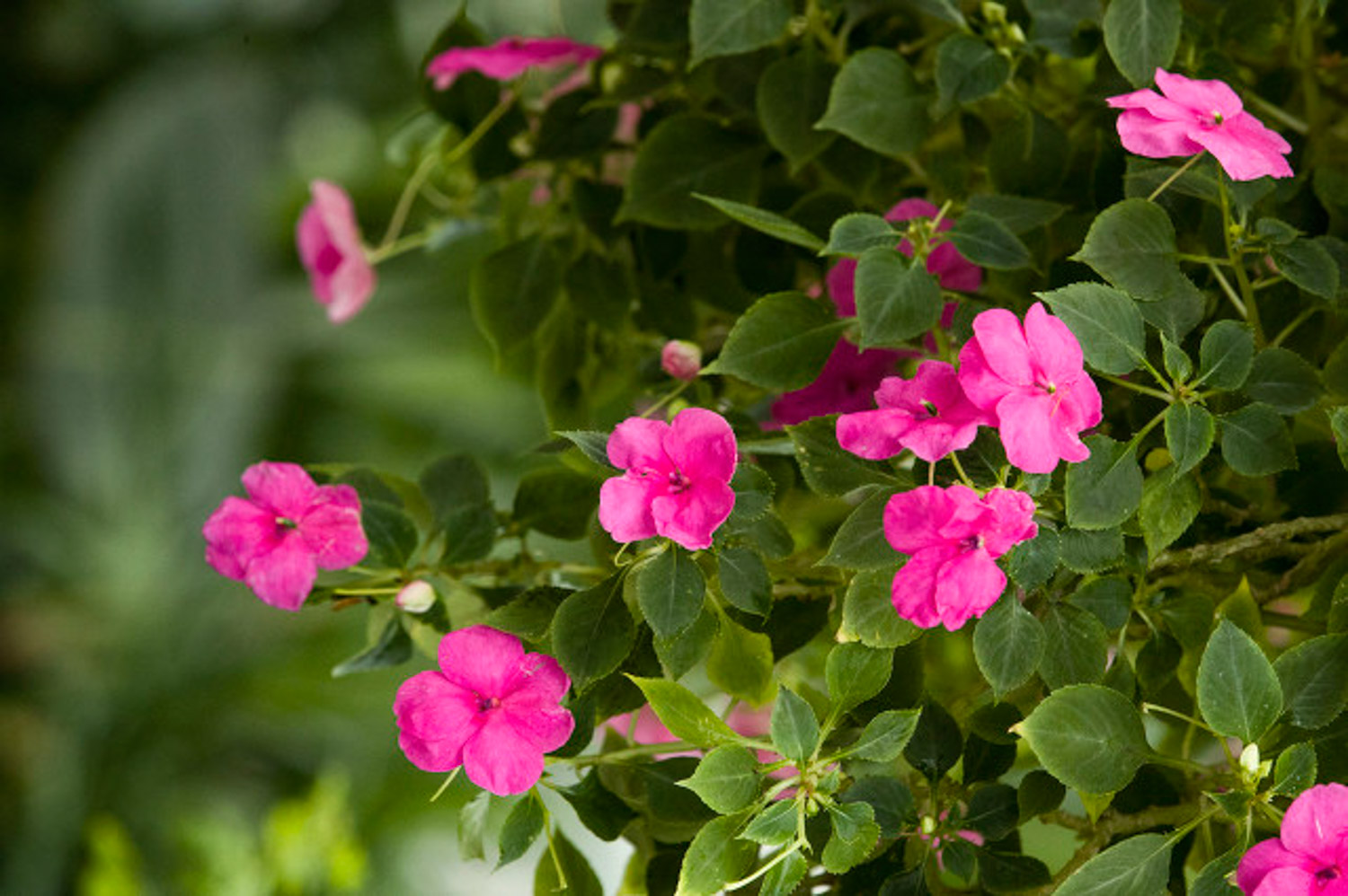 Impatiens