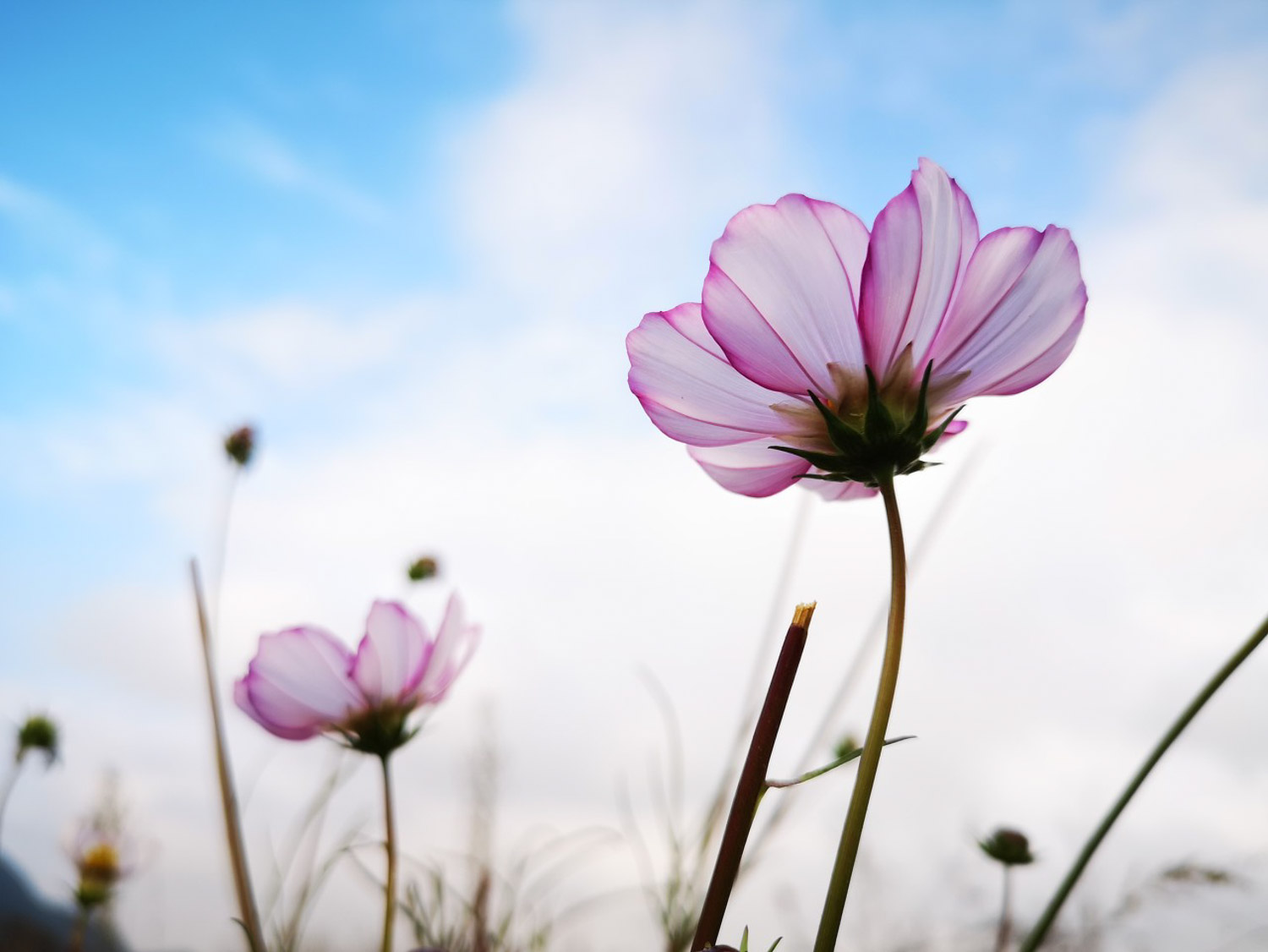 galsang flower