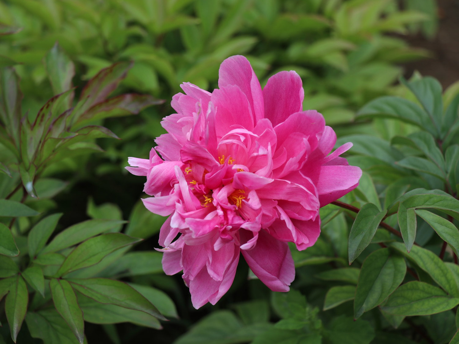 peony