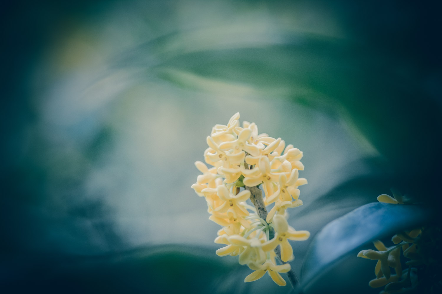 sweet-scented osmanthus