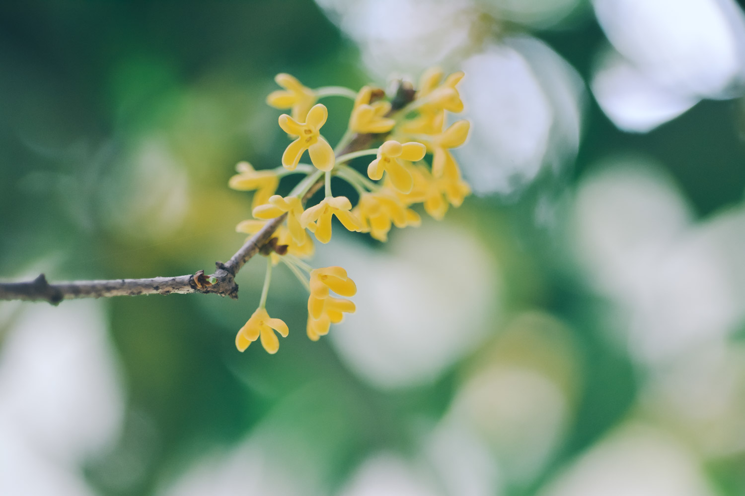 sweet-scented osmanthus