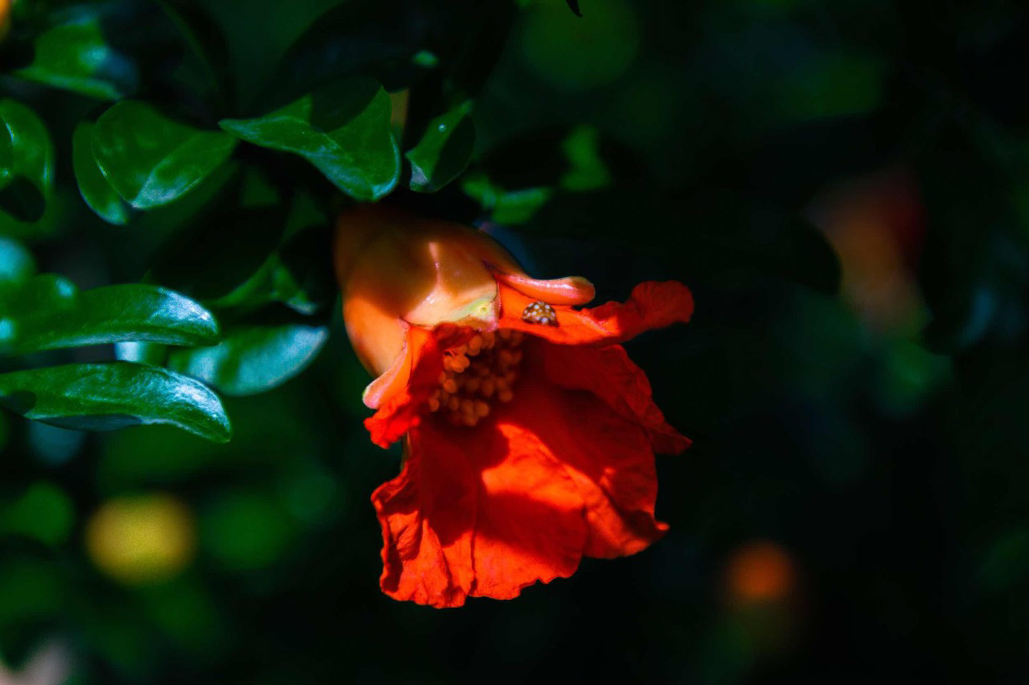 pomegranate flowers