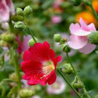 can you use sevin dust on tomato plants