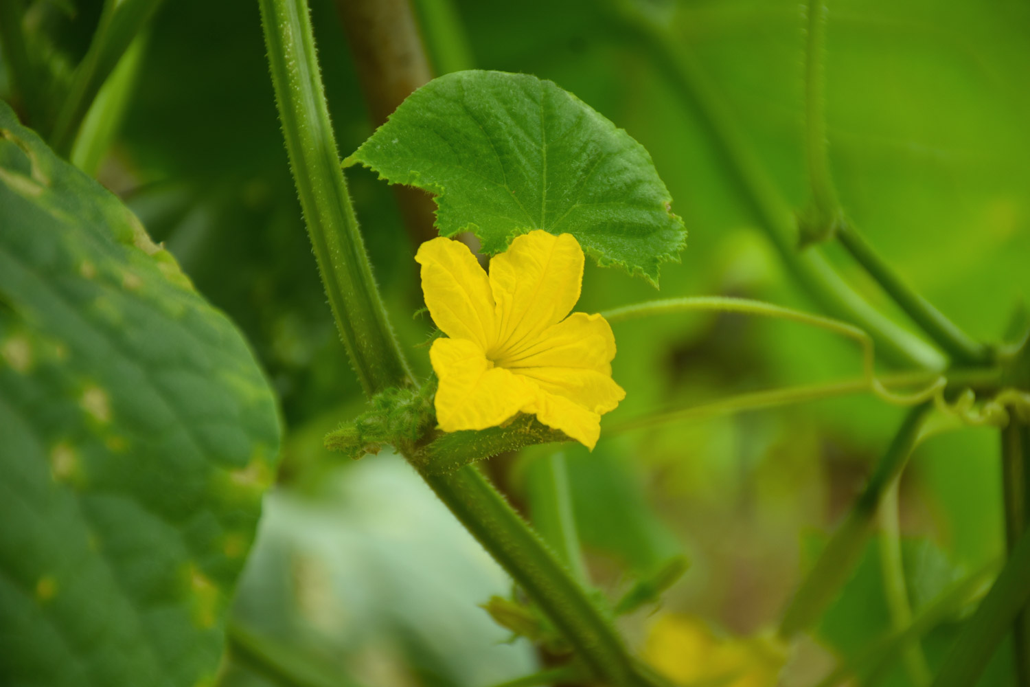 cucumber flower