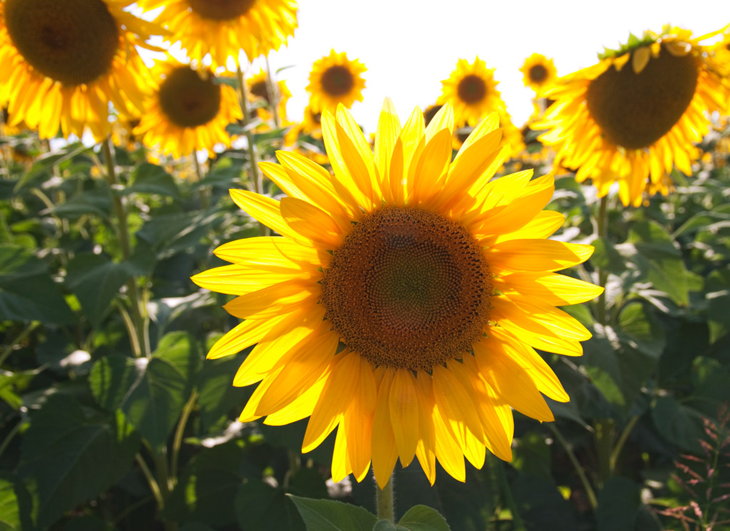 Sunflower