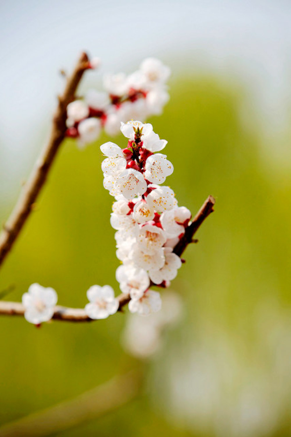 apricot flower