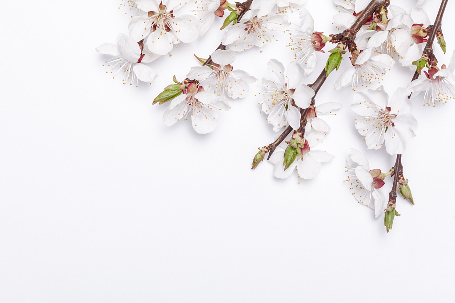 apricot flower