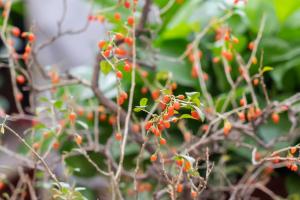 A pithy formula for pruning medlar trees