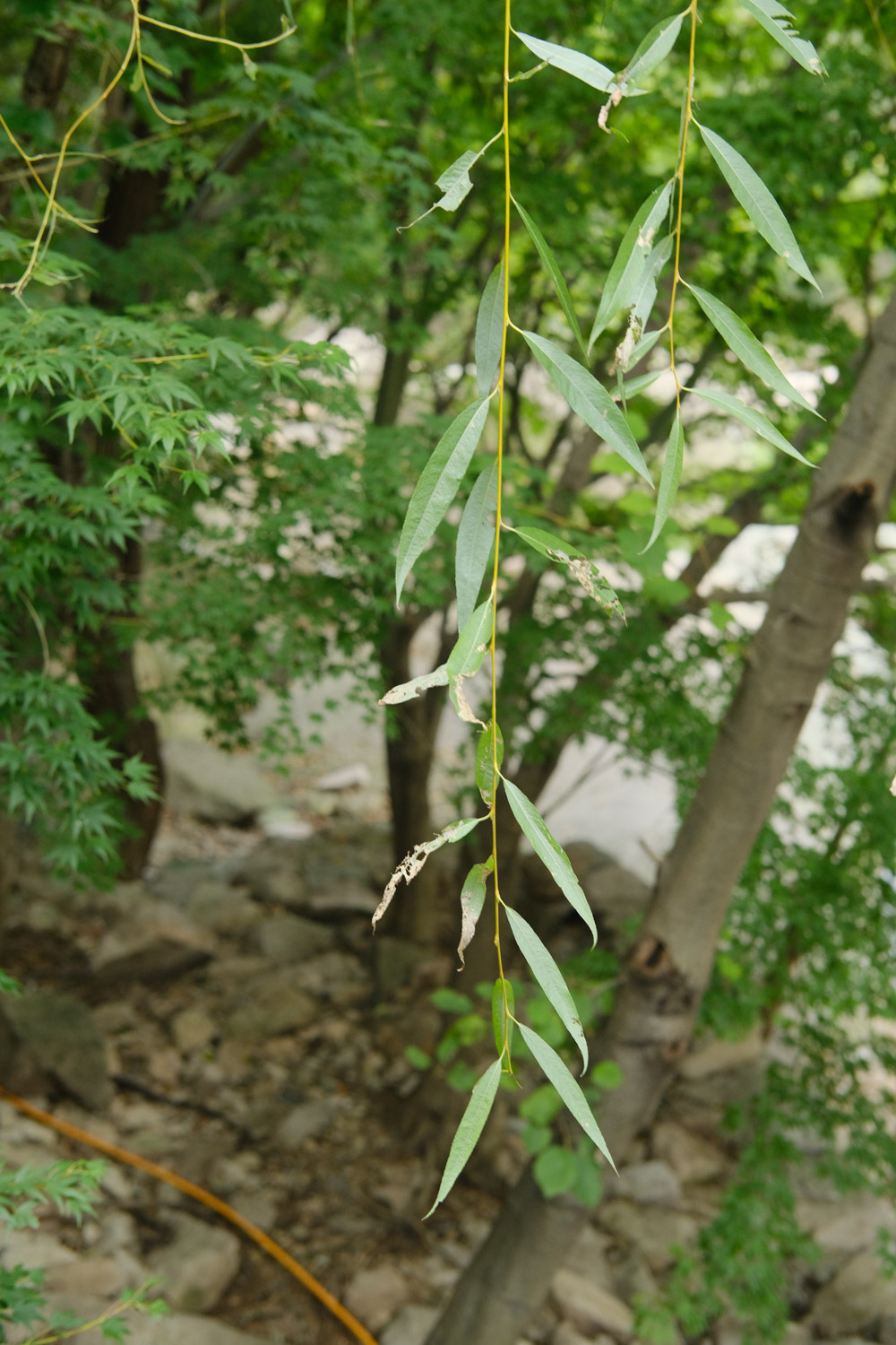 Weeping willow