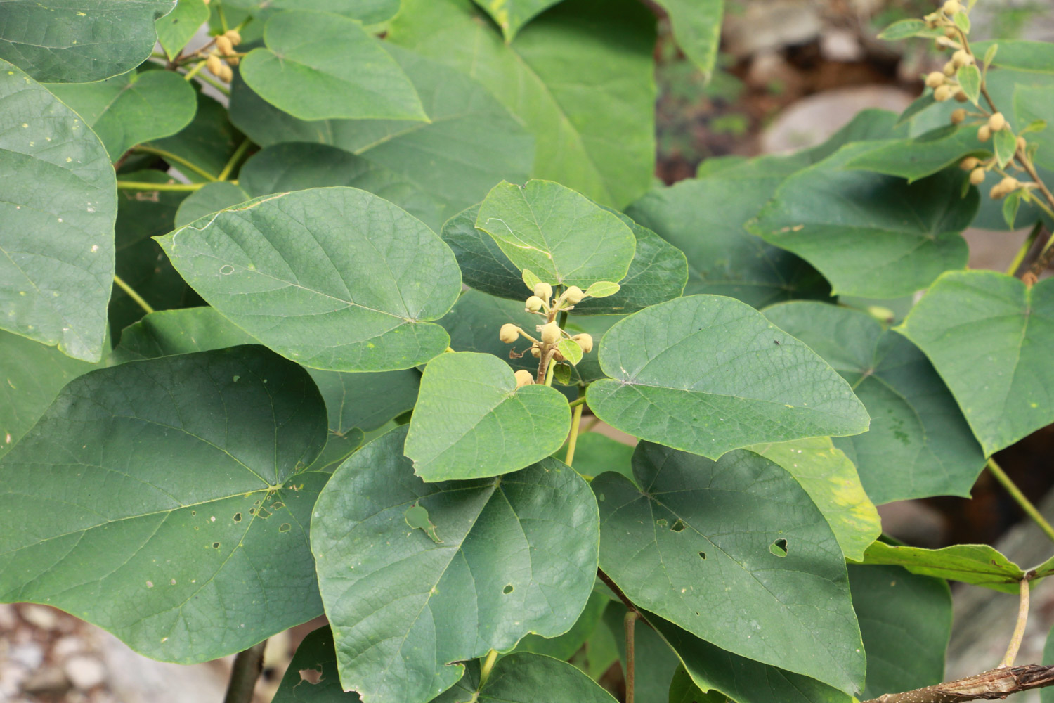 Paulownia flower