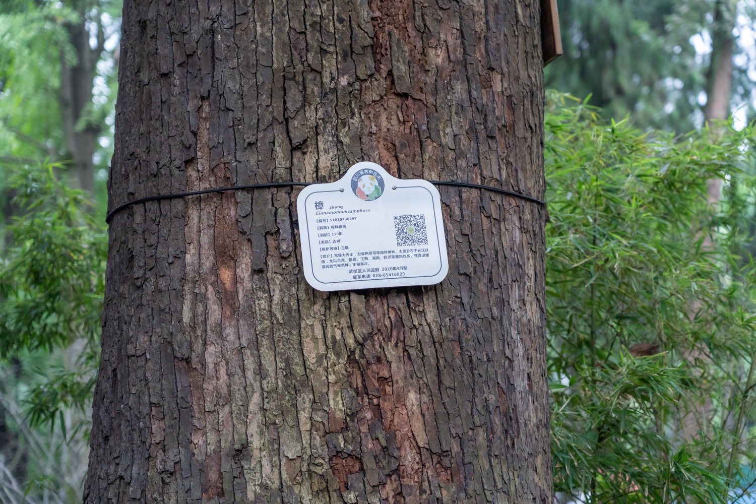 Camphor tree