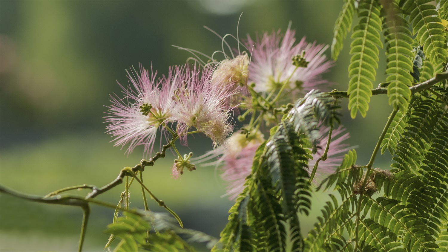 silk tree