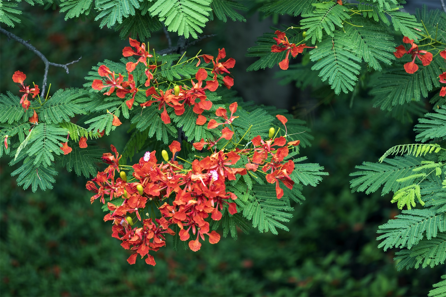 Phoenix flower