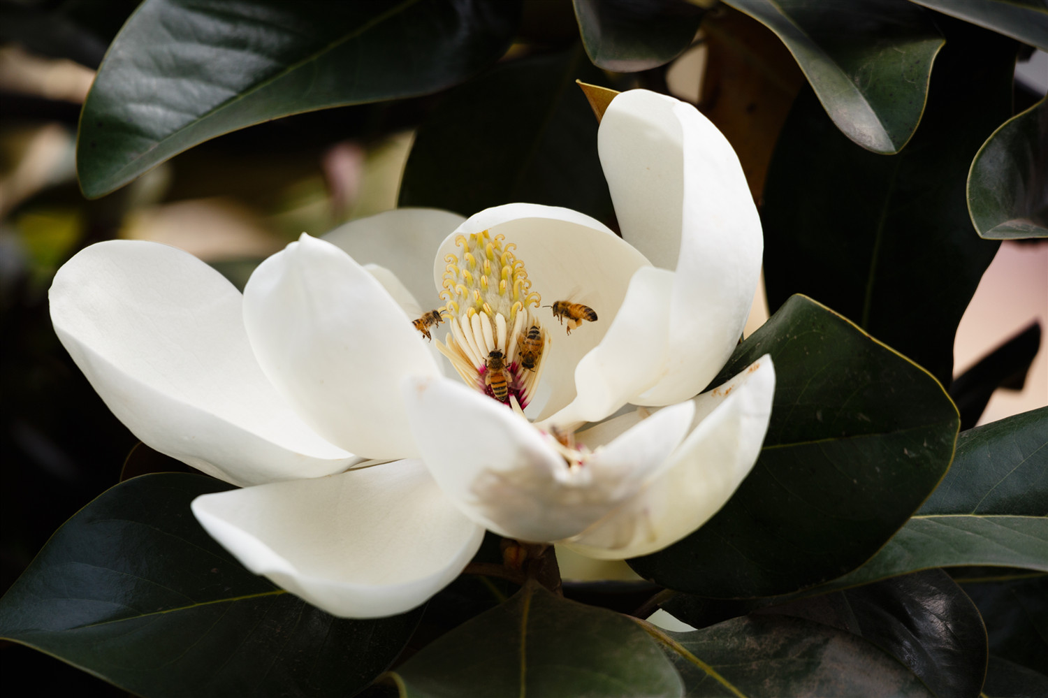 Magnolia grandiflora