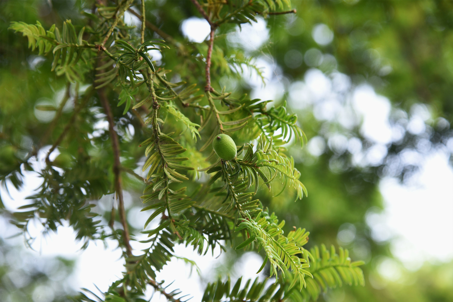 Chinese torreya ( Torreya grandis )