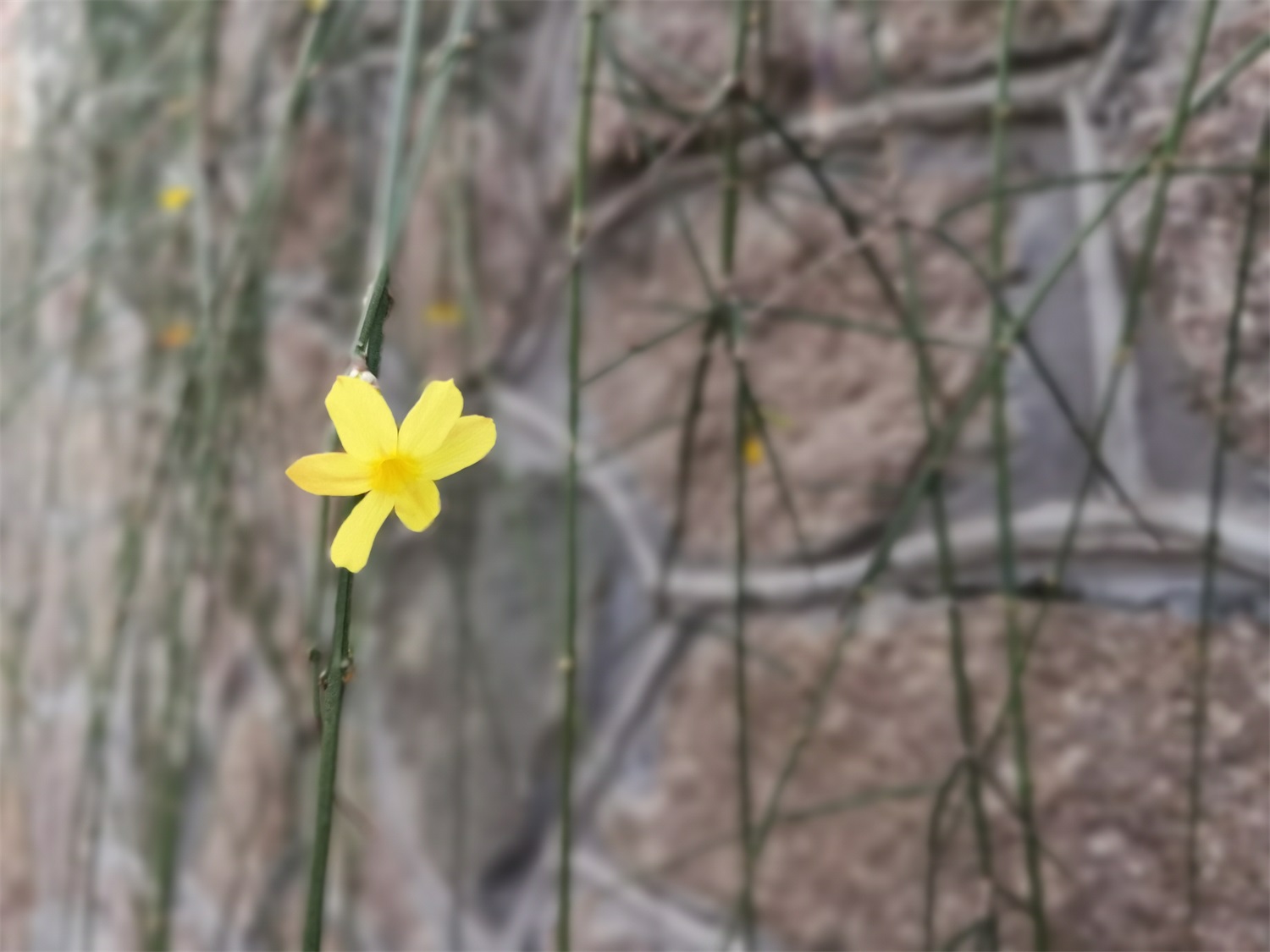 winter jasmine