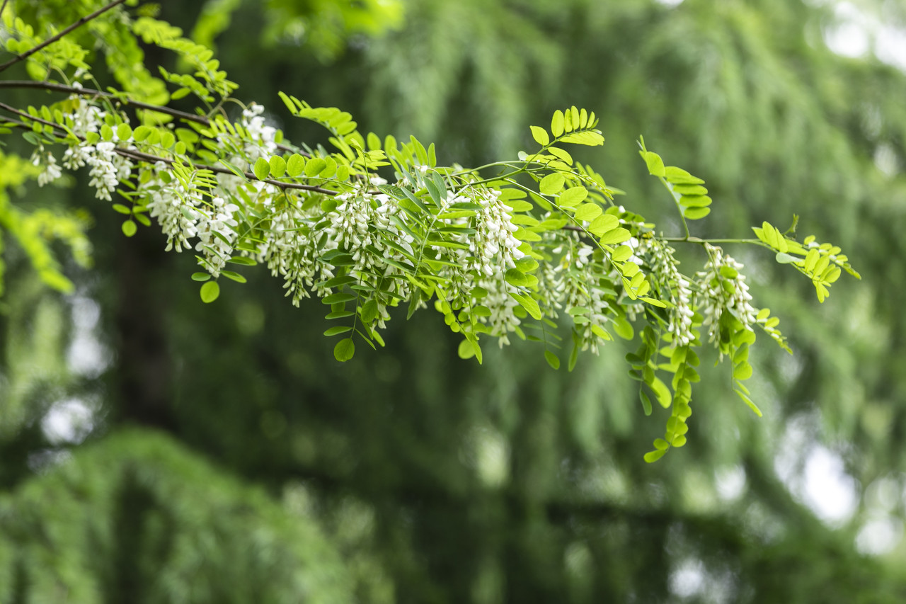 pagoda tree