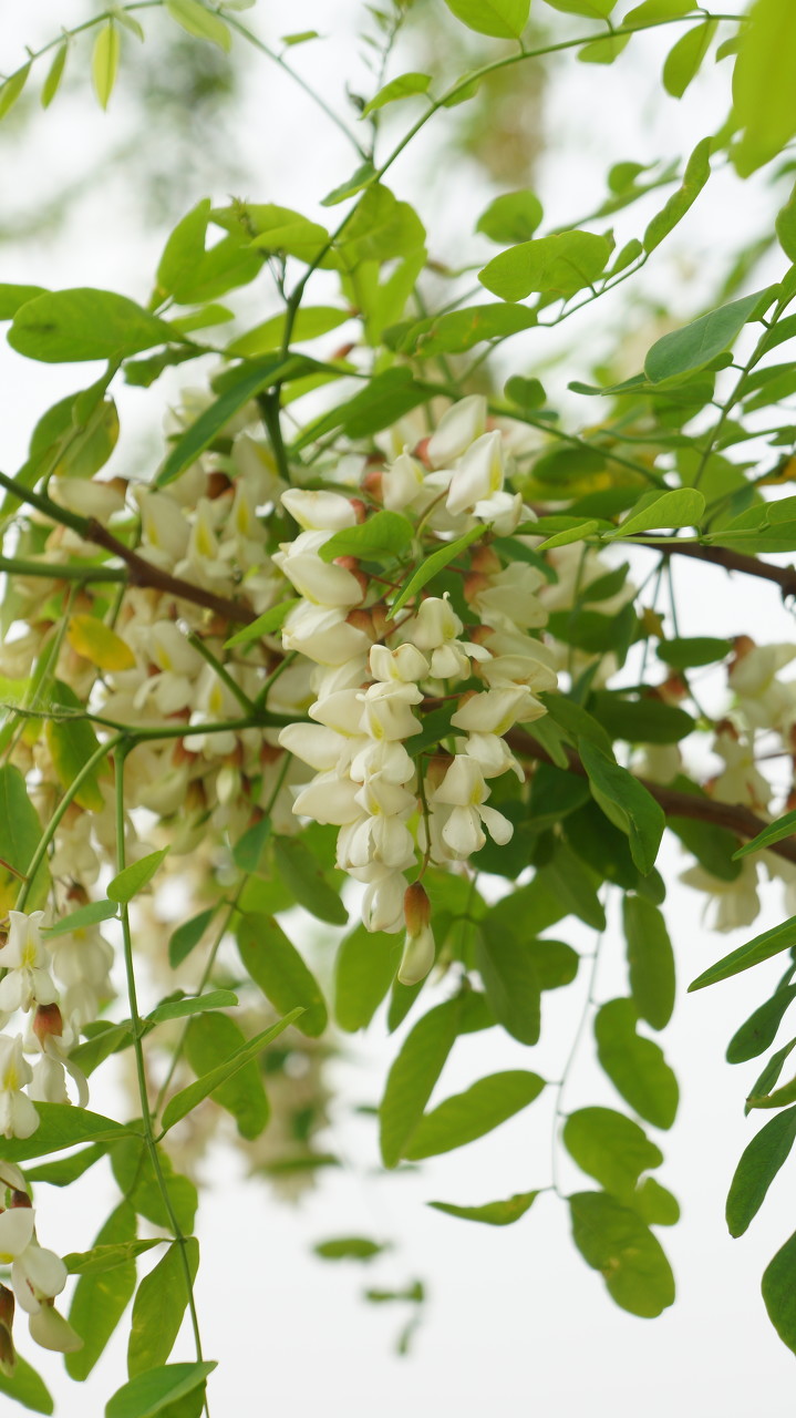 pagoda tree