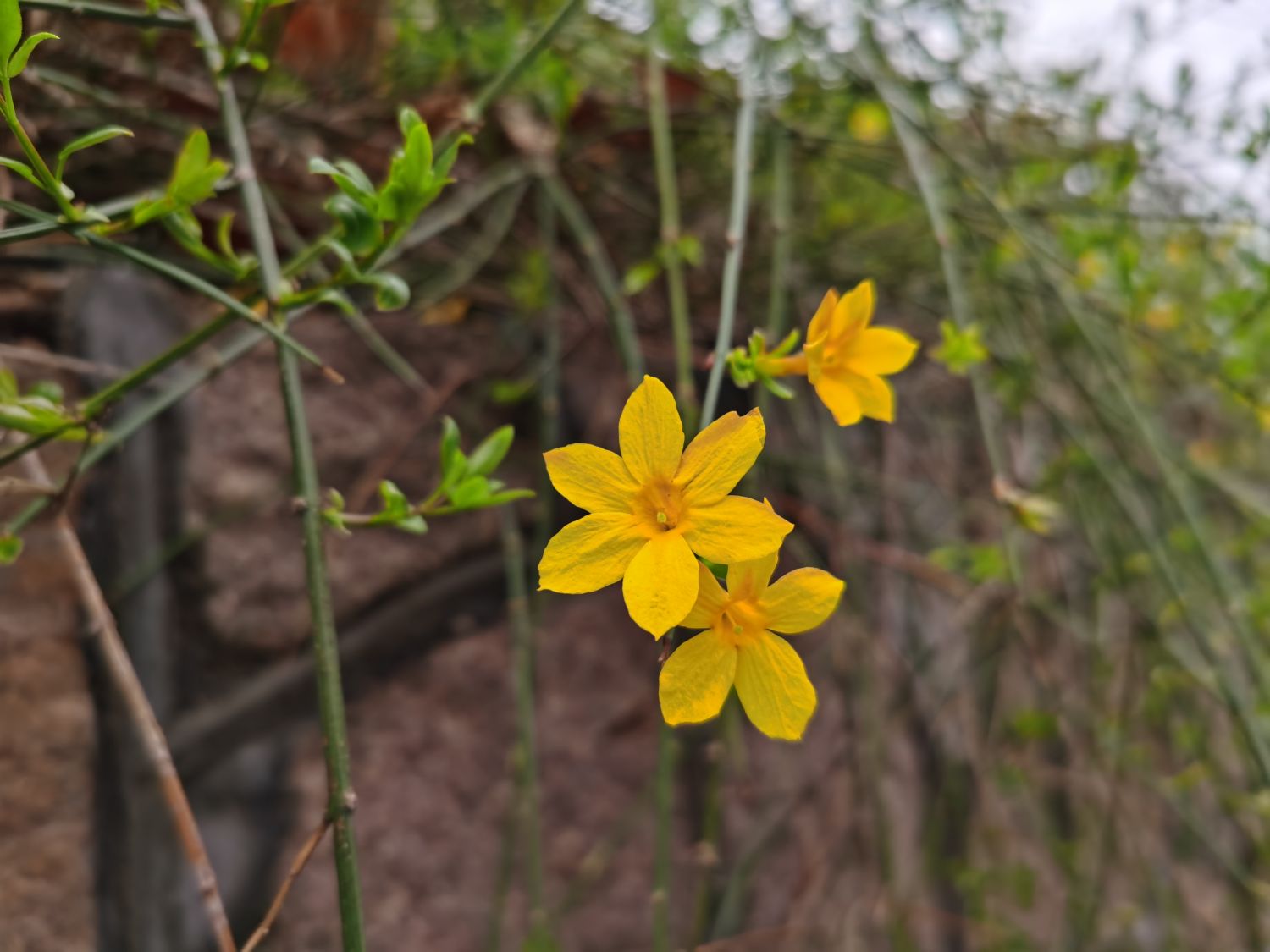 winter jasmine