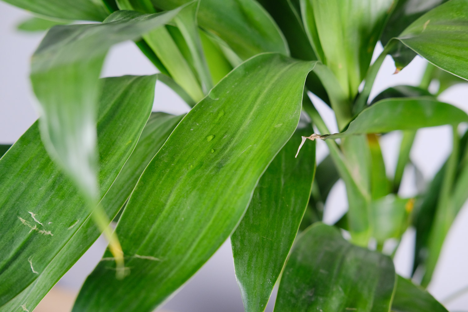 dracaena sanderiana