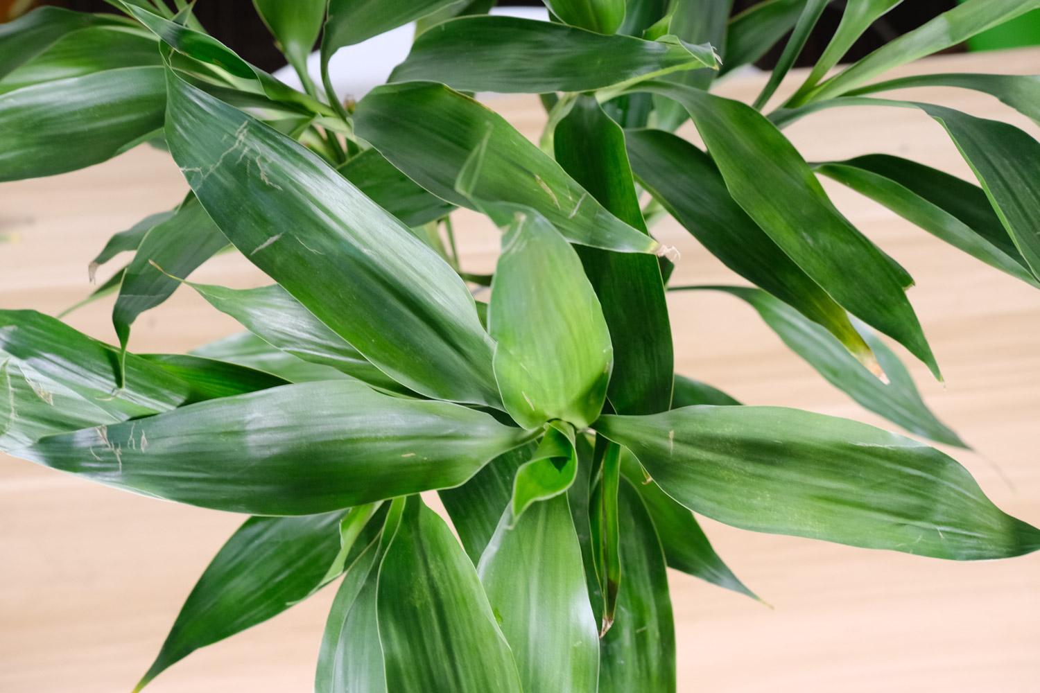 dracaena sanderiana