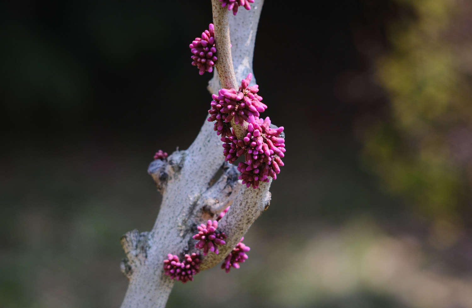 Bauhinia