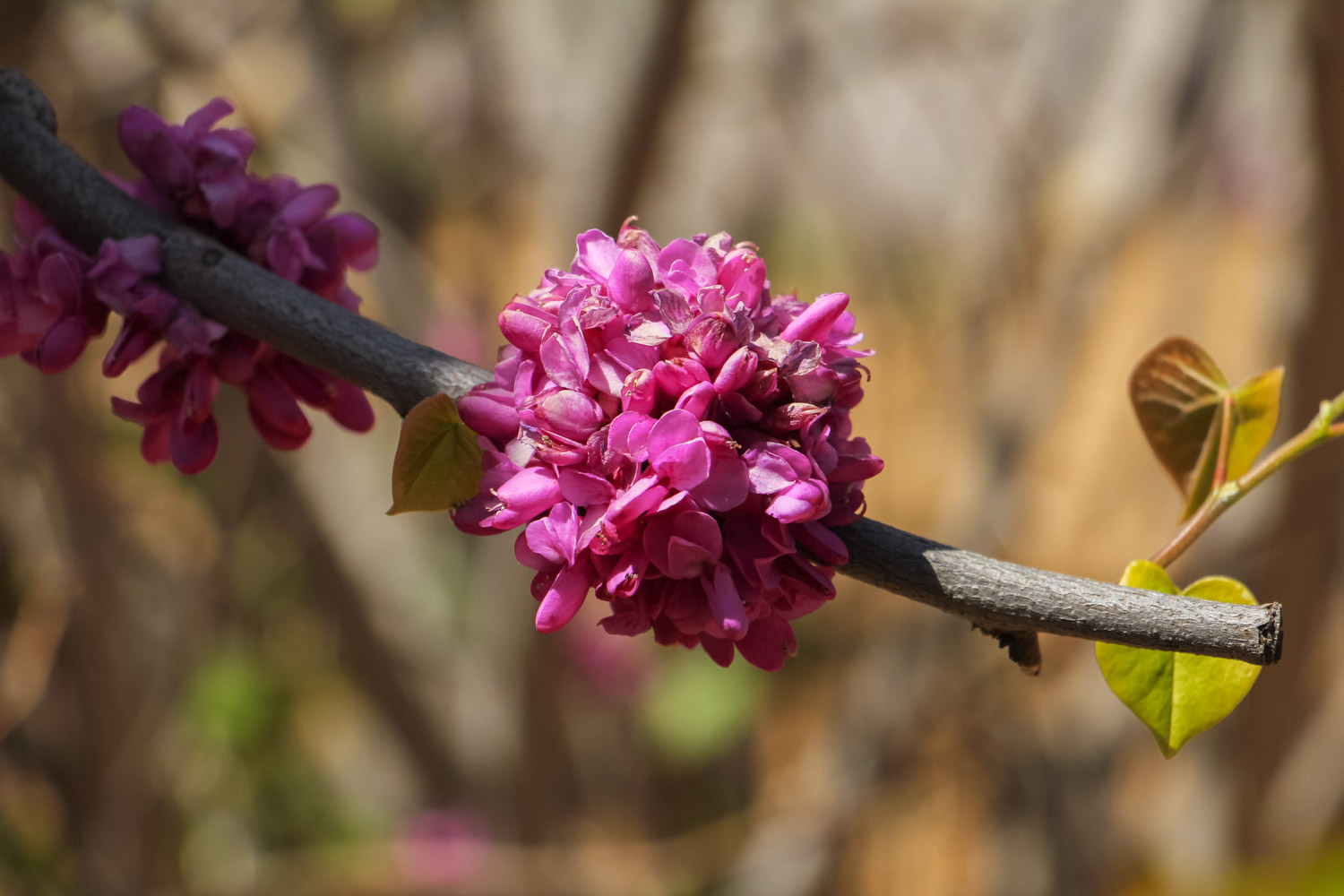 Bauhinia