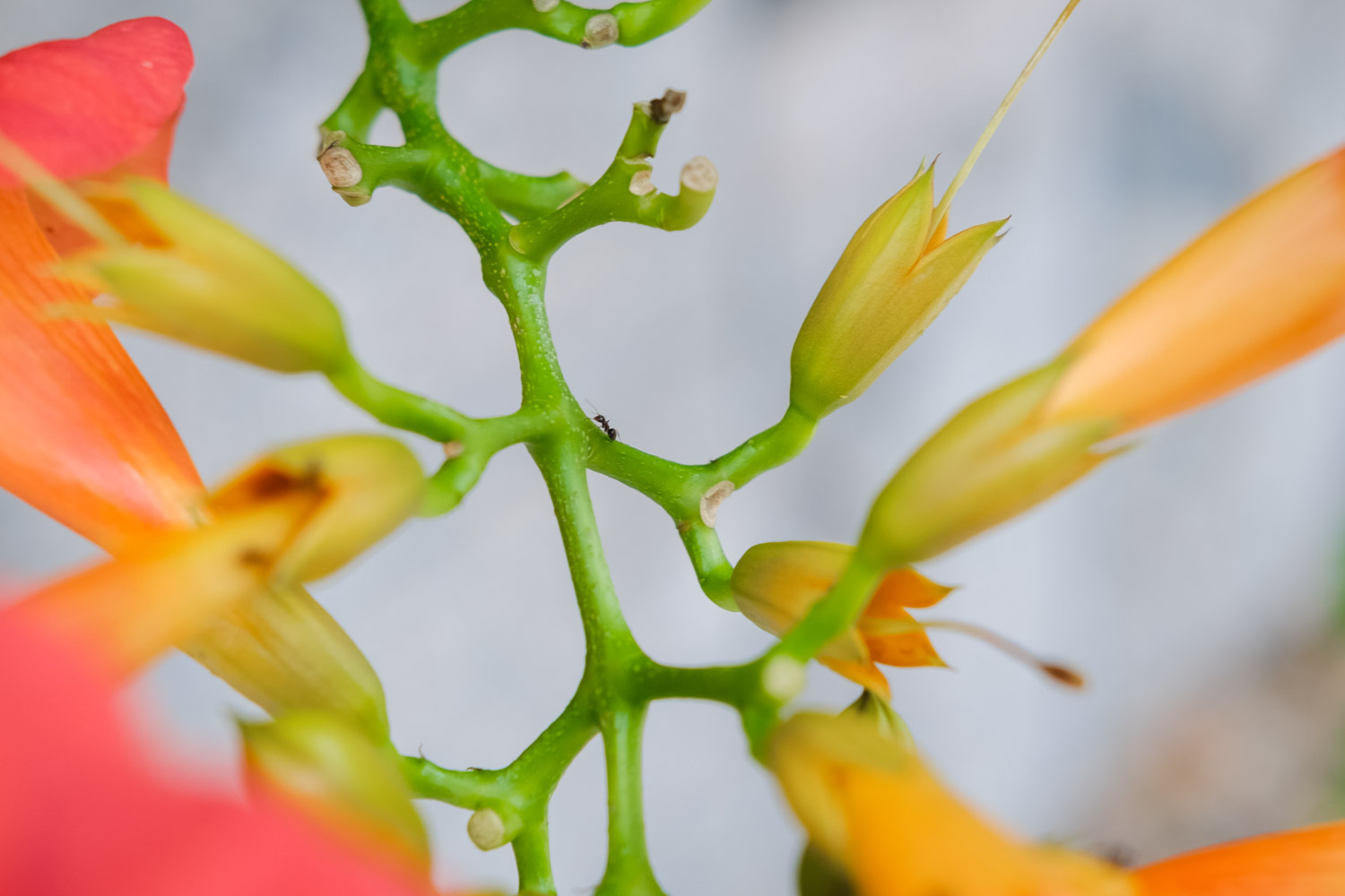 Chinese trumpet creeper