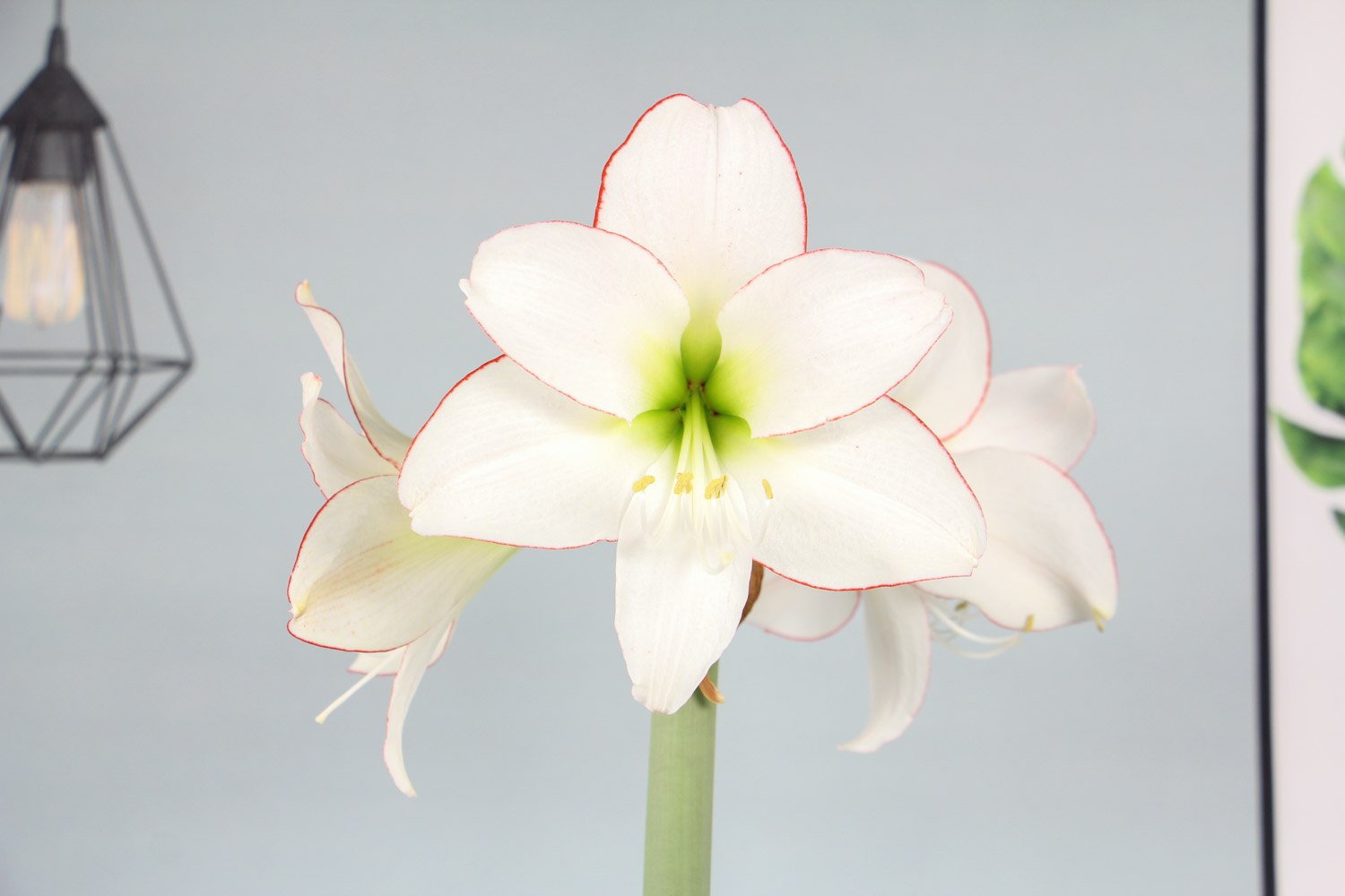 amaryllis