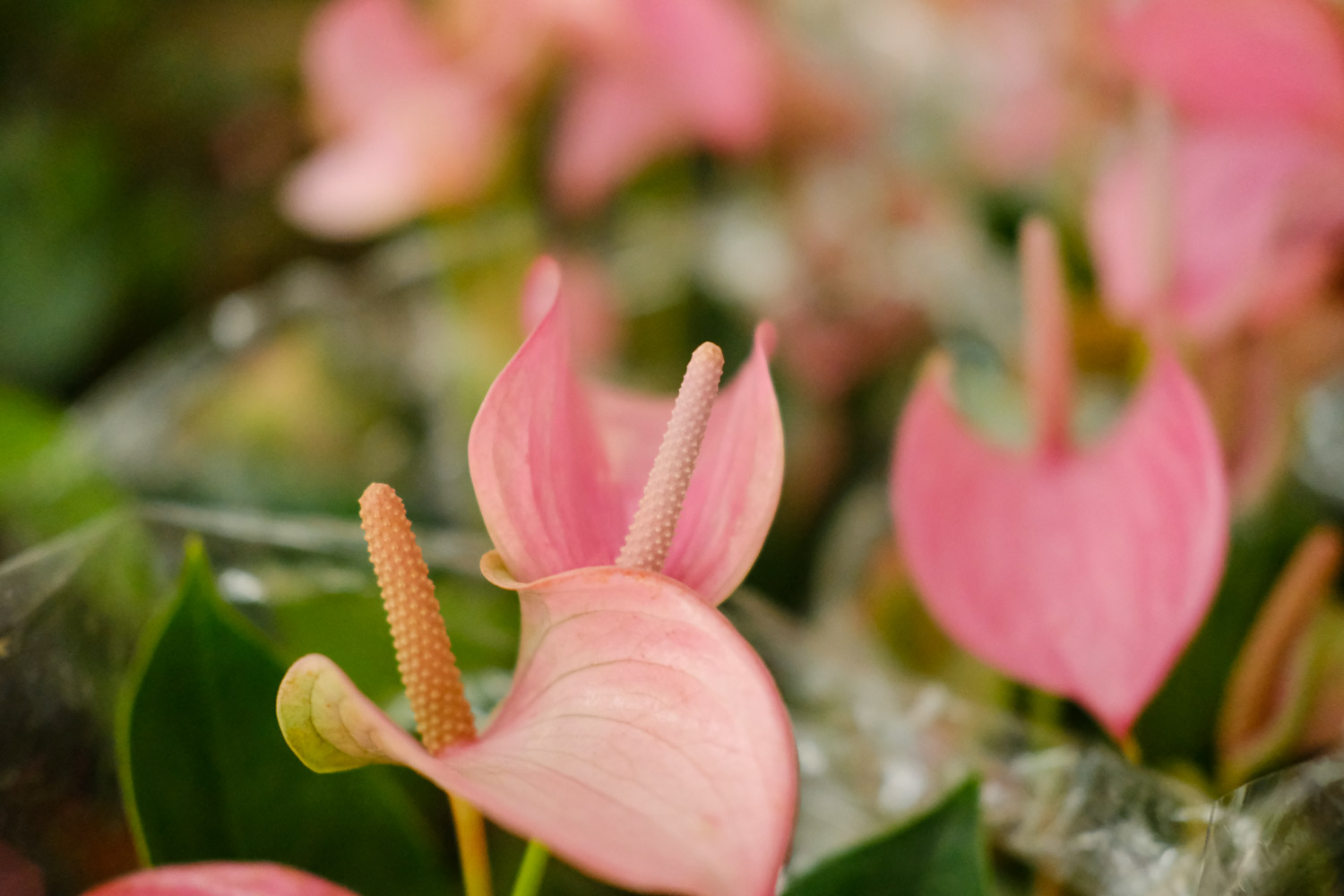 anthurium andraeanum