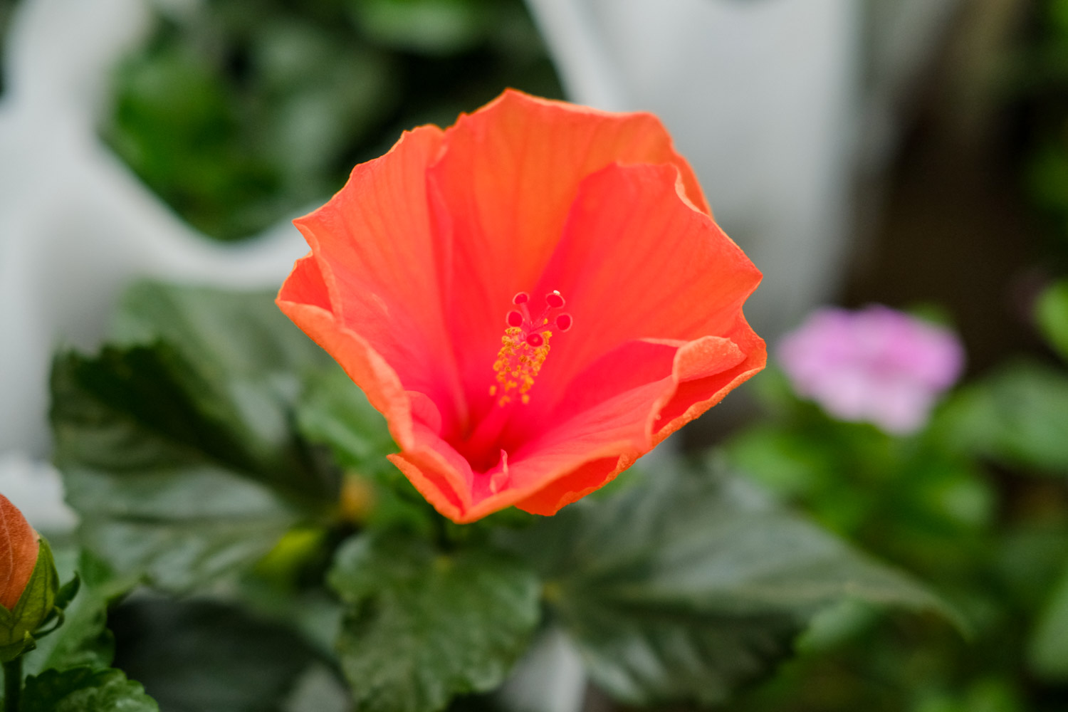 Hibiscus rosa sinensis