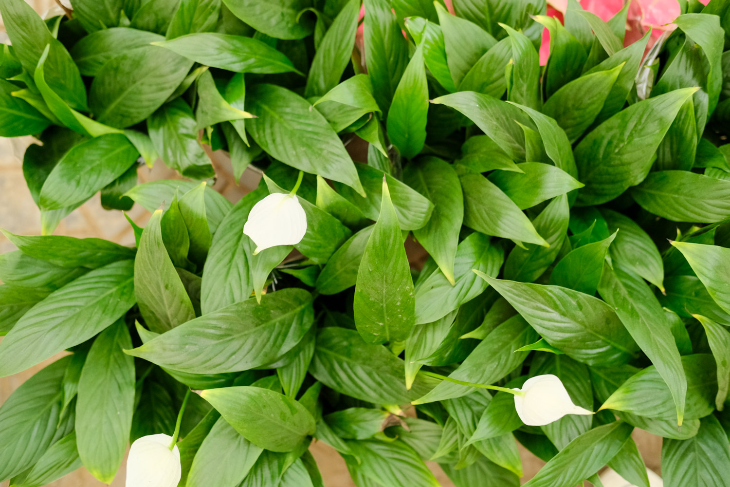 Spathiphyllum