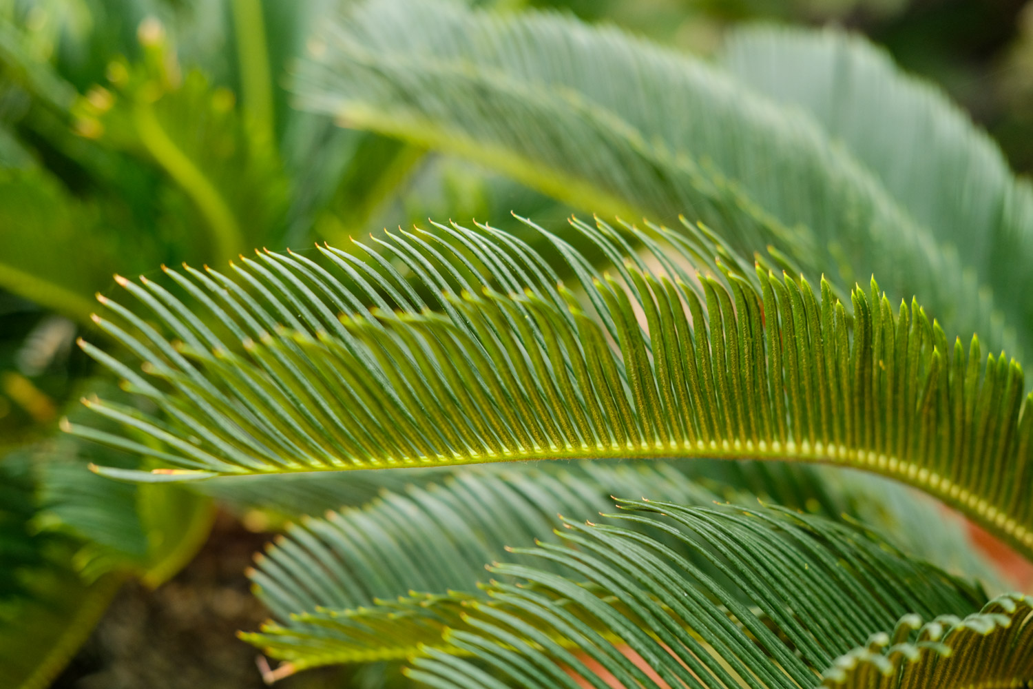 Sago cycas