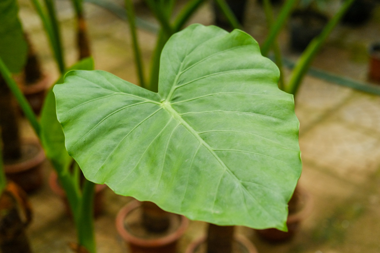 Alocasia macrorrhiza