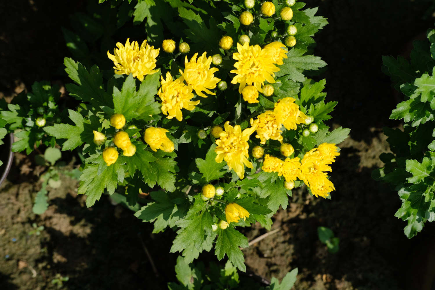 Chrysanthemum