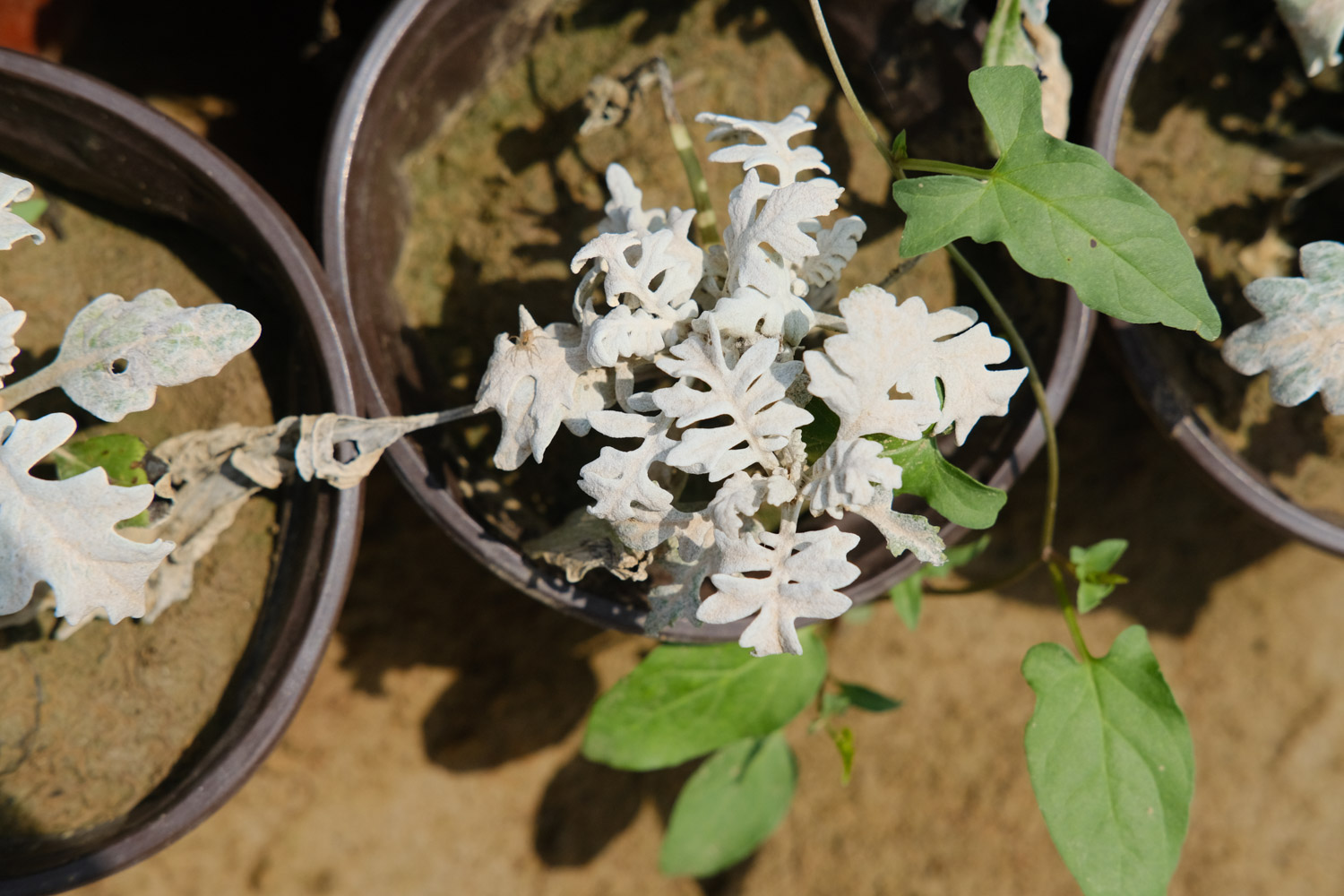 Silver leaf Chrysanthemum